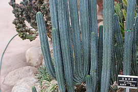 대능주관 - Hellanthocereus macrogonus cv. cristata