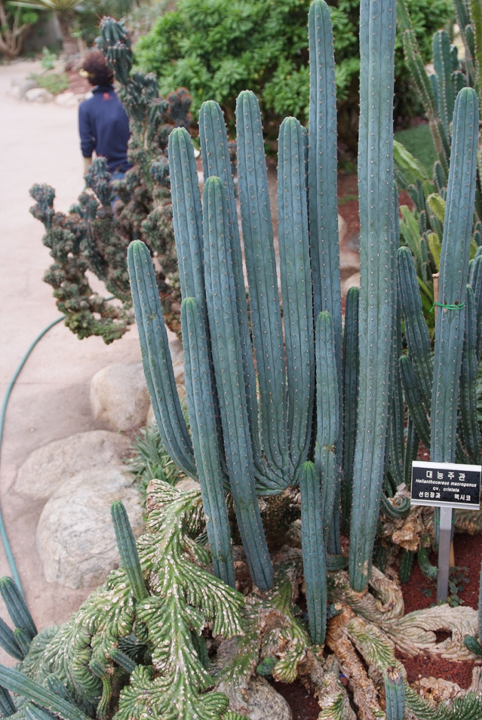 대능주관 - Hellanthocereus macrogonus cv. cristata