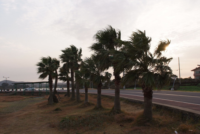 워싱턴야자 - Washington palm, California Fan Palm, Washingtonia filifera