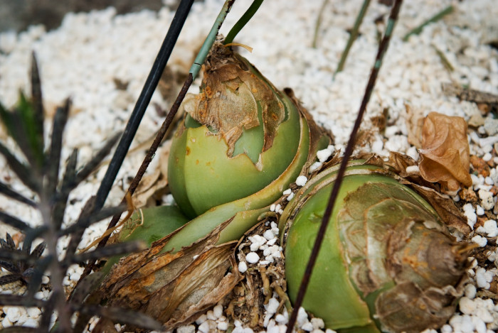 청각전 - Climbing Onion, Bowiea volubilis
