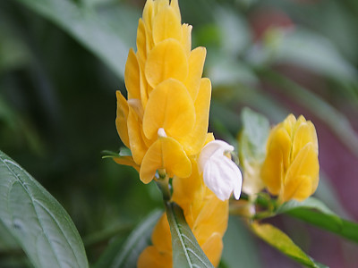 노란새우꽃 사진 - Pachystachys lutea Nees Photos