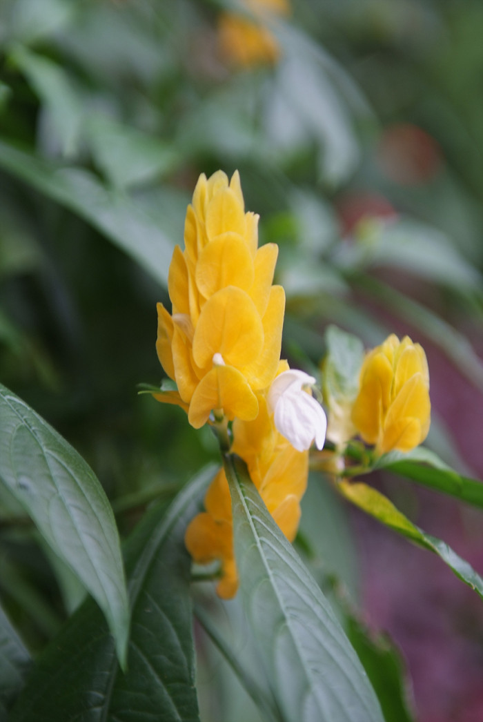 노란새우꽃 - Yellow shirmp plant, Pachystachys lutea Nees