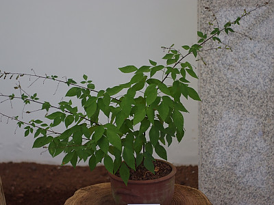 도둑놈의갈고리 사진 - Desmodium oxyphyllum Photos
