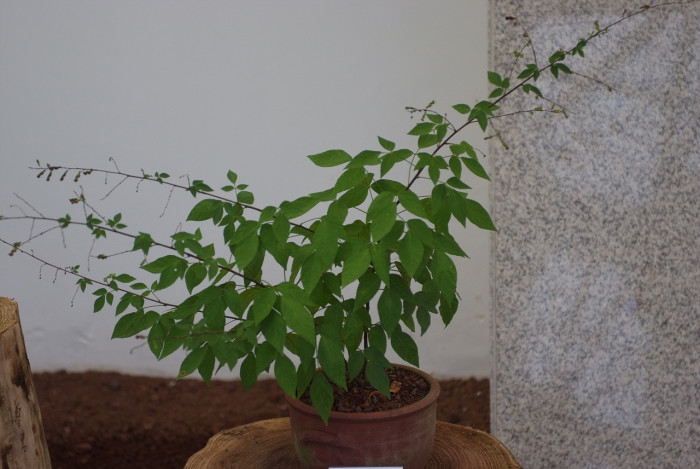 도둑놈의갈고리 - Desmodium oxyphyllum