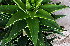 불야성 - Aloe mitriformis