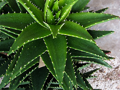 불야성 사진 - Aloe mitriformis Photos