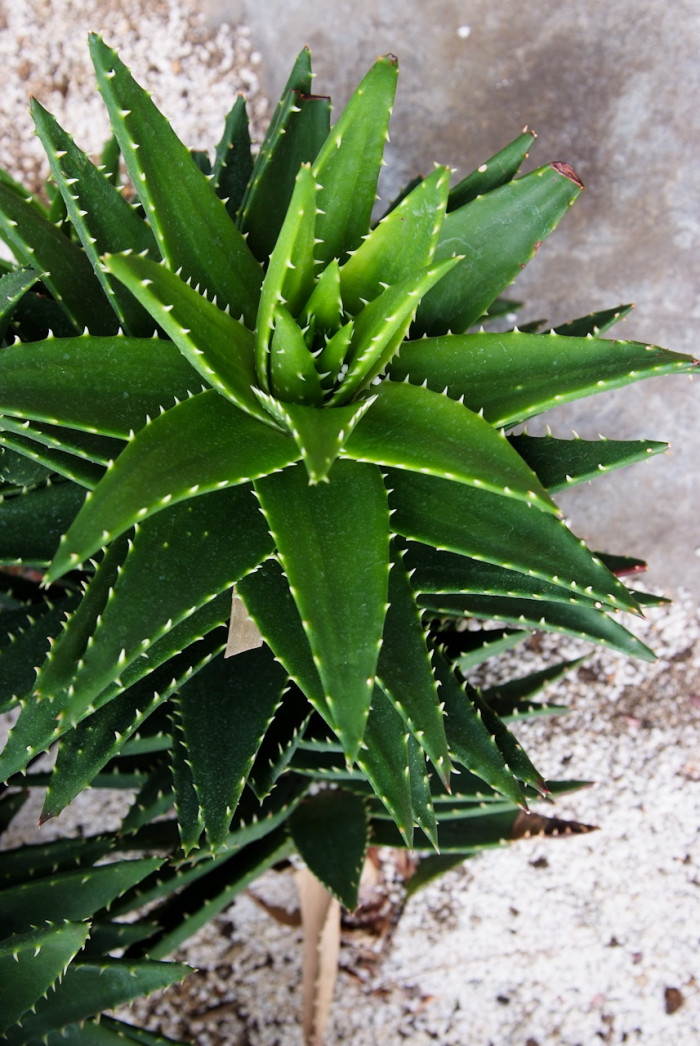 불야성 - Gold Tooth Aloe, Aloe mitriformis