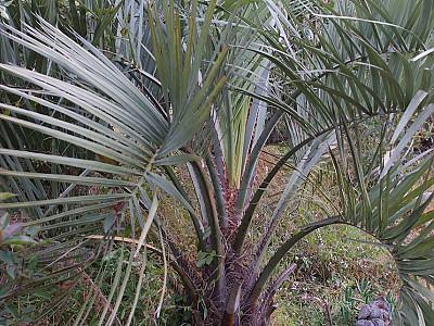 뷰티아야자 사진 - Butia odorata (Barb.Rodr.) Noblick Photos