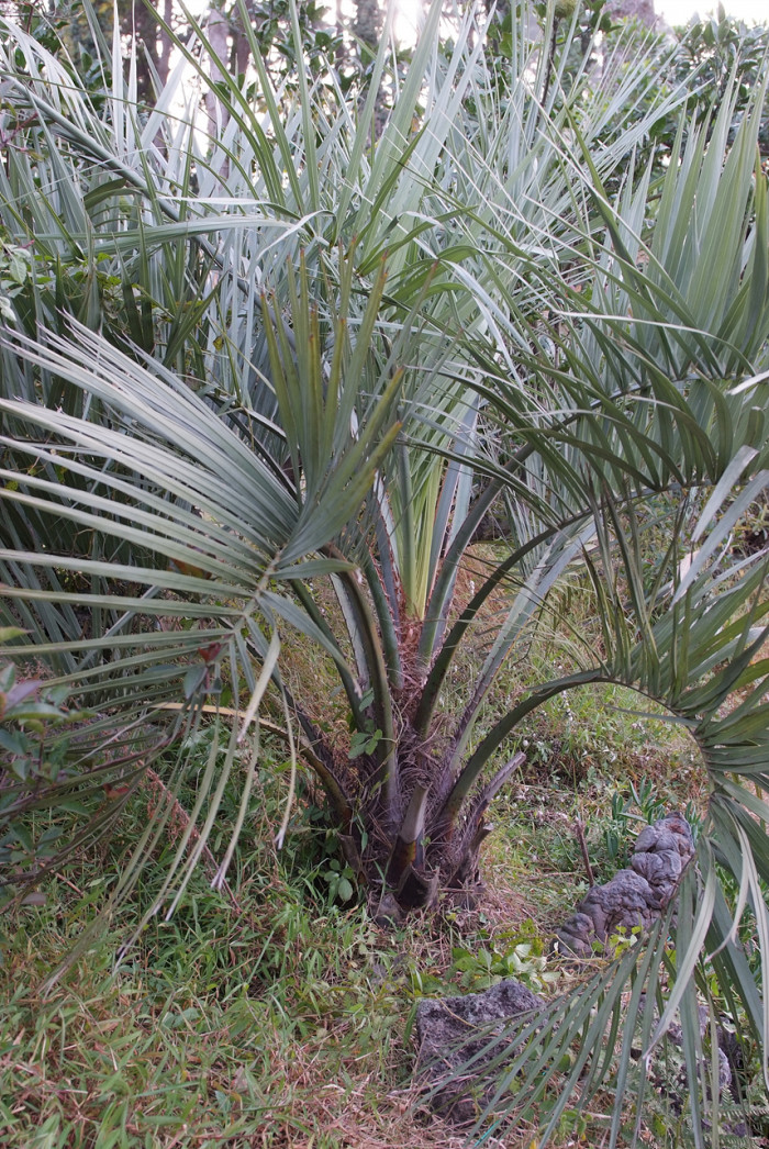 뷰티아야자 - Jelly palm, Butia odorata (Barb.Rodr.) Noblick