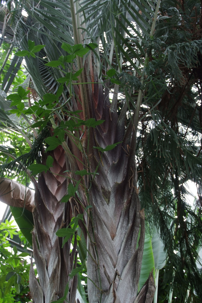 삼각야자 - Triangle Palm, Dypsis decaryi, Neodypsis decaryi jumelle