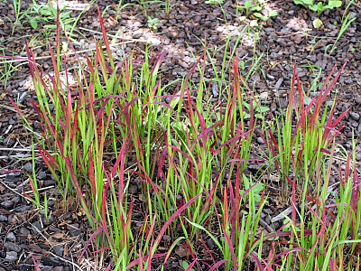 홍띠 사진 - Imperata cylindrica Photos