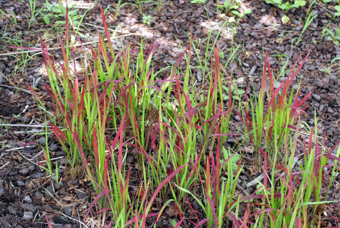 홍띠 - Cogongrass, Imperata cylindrica