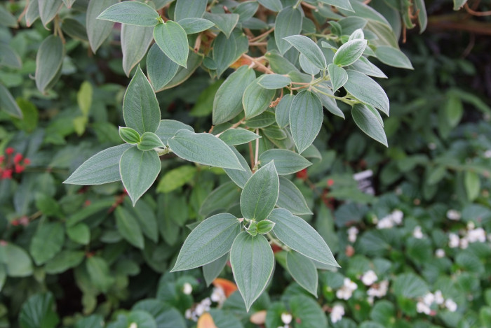 티보치나 - Glorybush, Princessflower, Tibouchina urvilleana (DC.) Cogn.