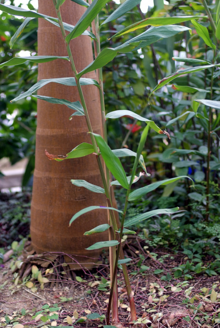 꽃생강 - Ginger lily, Hedychium coronarium J.Konig