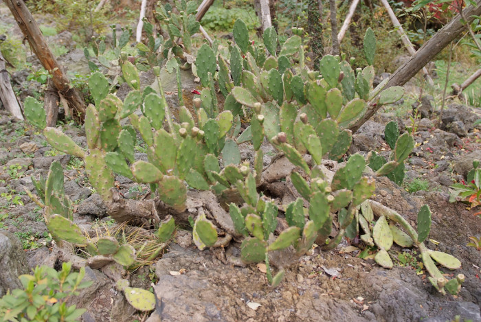 선인장 - Opuntia ficus-indica Mill.