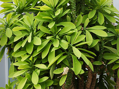 석화기린 사진 - Euphorbia Neriifolia Photos