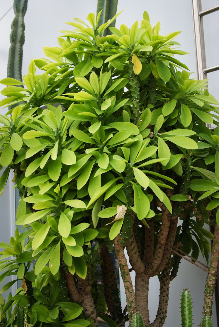 석화기린 - Euphorbia Neriifolia