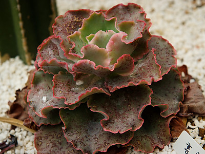 홍공작 사진 - Echeveria cv. \'Takasagonookina\' Photos