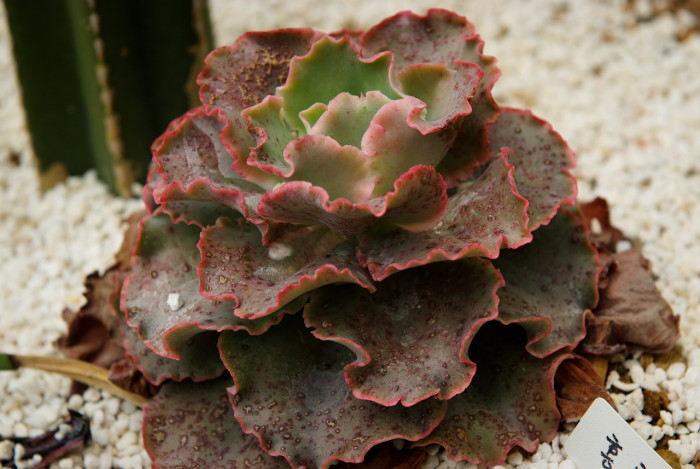 홍공작 - Echeveria cv. 