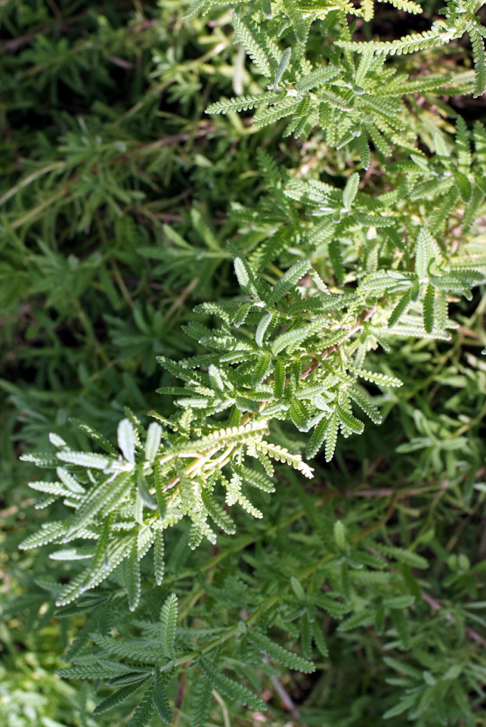 라벤더 - lavender
