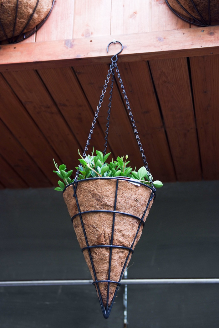 페페로미아 - Vining pepper, vining peperomia, Peperomia dahlstedtii.