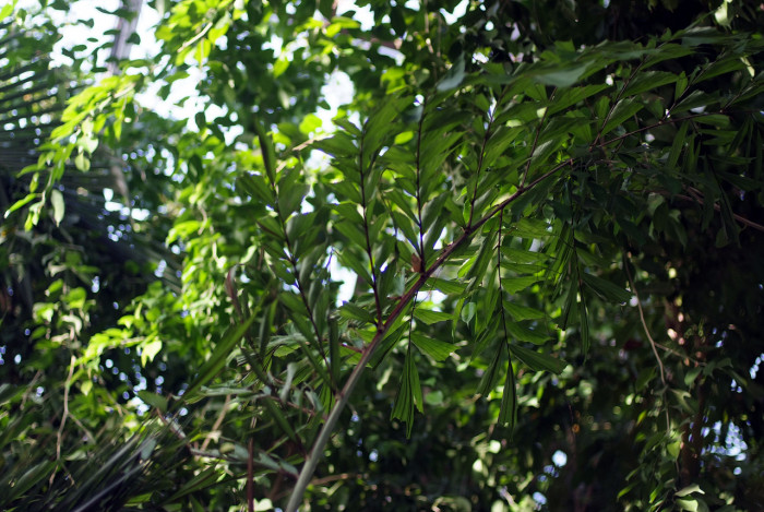 공작야자 - Fish tail palm, Caryota mitis