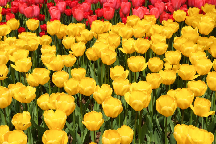 튤립 - Tulip, Tulipa gesneriana