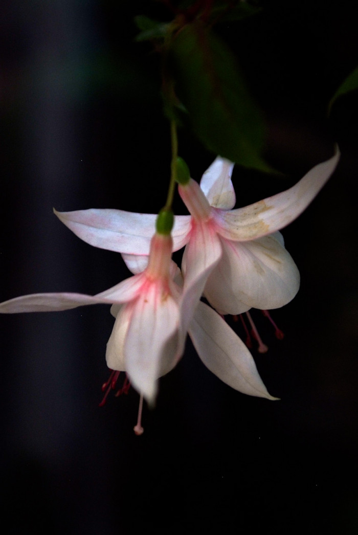후쿠시아 - Common garden fuchsia, Fuchsia spp.