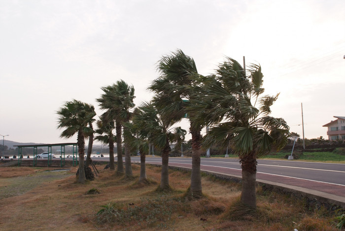 워싱턴야자 - Washington palm, California Fan Palm, Washingtonia filifera