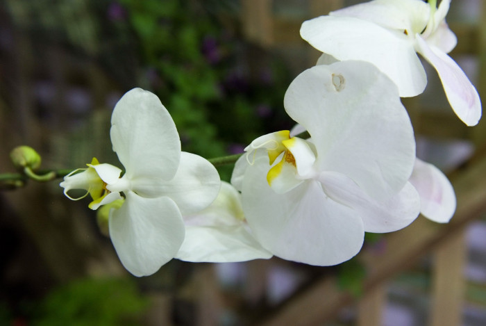 호접란 - Moth orchids, phalaenopsis