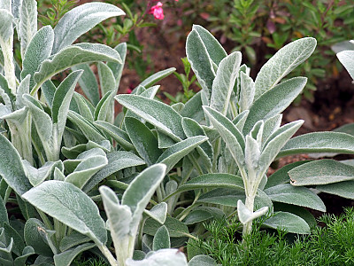 램즈이어 사진 - Stachys byzantina C. Koch Photos