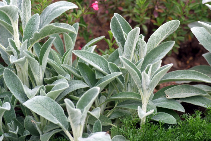 램즈이어 - Lambs ear, Stachys byzantina C. Koch