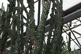 암석사자 - Cereus peruvianus Mill. cv. monstrosus