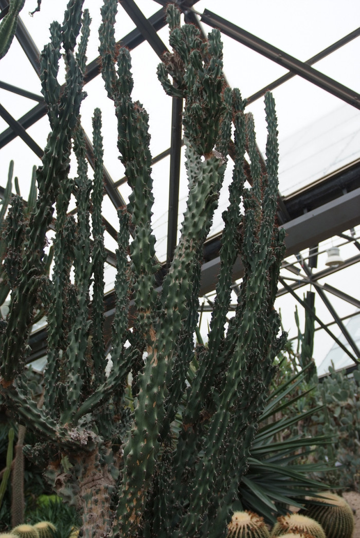 암석사자 - Curiosityplant, Giant club, Cereus peruvianus Mill. cv. monstrosus