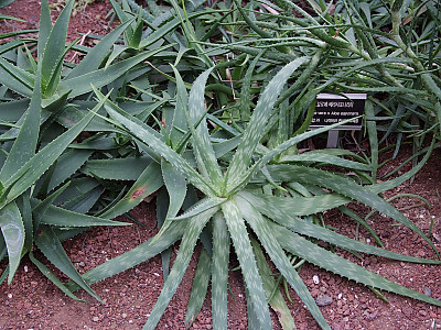 알로에 베라 사진 - Aloe vera Photos