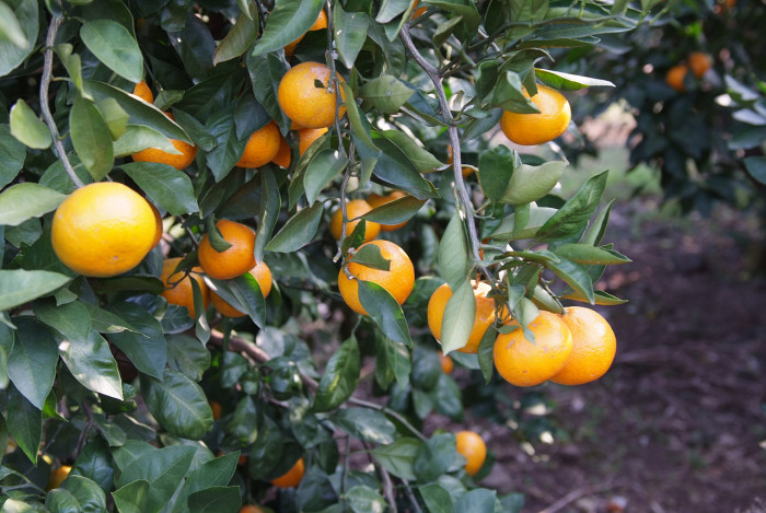 귤나무 -  , Citrus unshiu S.Marcov.