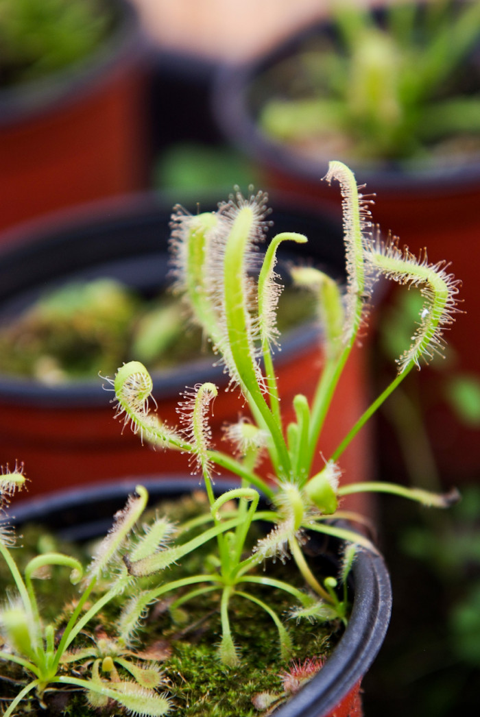 긴잎끈끈이주걱 - Drosera anglica Huds.