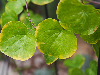 구갑룡 사진 - Dioscorea elephantipes Engl. Photos
