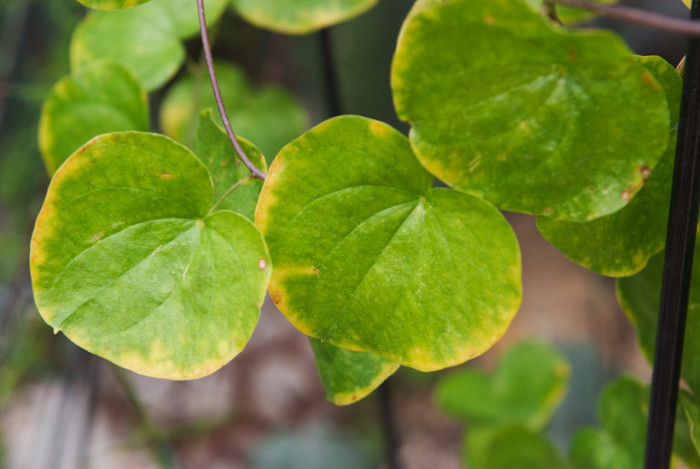 구갑룡 - Elephant foot, Dioscorea elephantipes Engl.