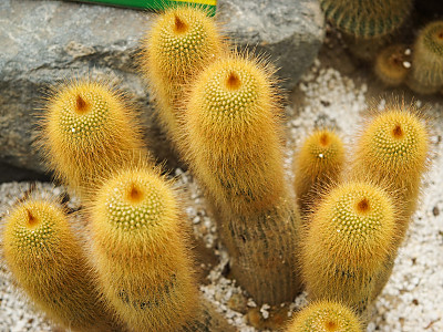 금황환 사진 - Eriocactus leninghausii Backeb Photos