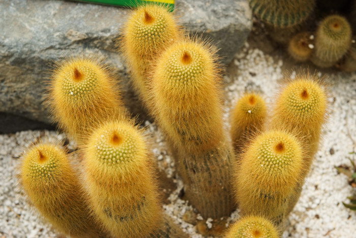 금황환 - Notocactus leninghausii, Eriocactus leninghausii Backeb