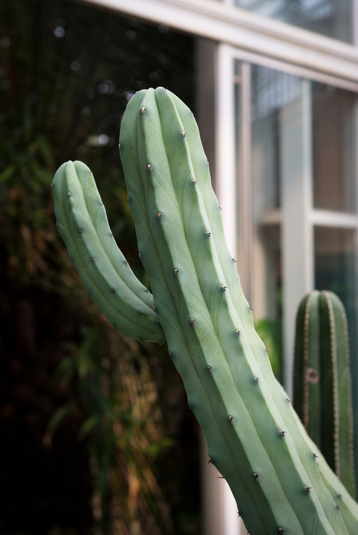 용신목 - Dragon god tree, Myrtillocactus geometrizans