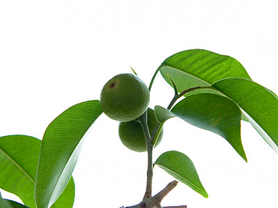 벤자민고무나무 사진 - Ficus benjamina L. Photos