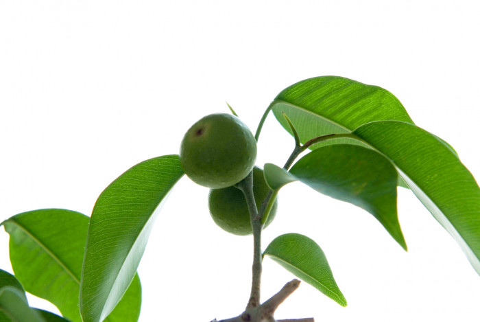 벤자민고무나무 - weeping fig, benjamin fig, Ficus tree, Ficus benjamina L.