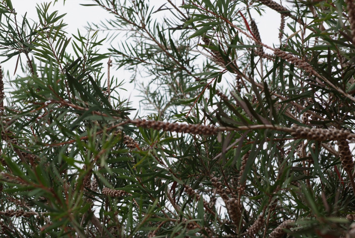 병솔나무 - Bottlebrush, Callistemon lanceolatus