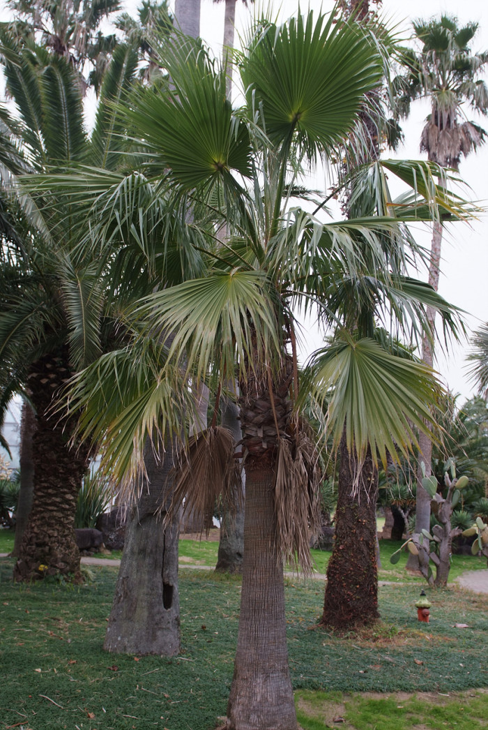 워싱턴야자 - Washington palm, California Fan Palm, Washingtonia filifera
