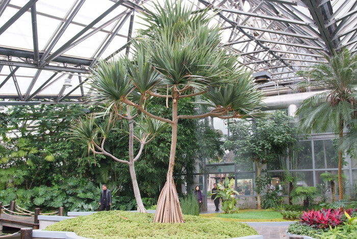 판다누스 - Common screwpine, Pandanus utilis Bory