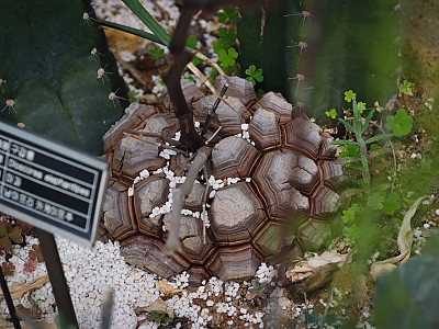 구갑룡 사진 - Dioscorea elephantipes Engl. Photos