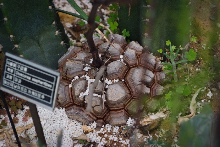 구갑룡 - Elephant foot, Dioscorea elephantipes Engl.