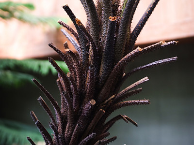 해고 사진 - Cyathea spinulosa Wall ex HOOK Photos